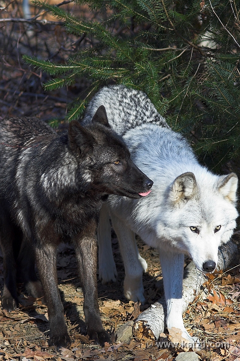 Arctic Wolf 056